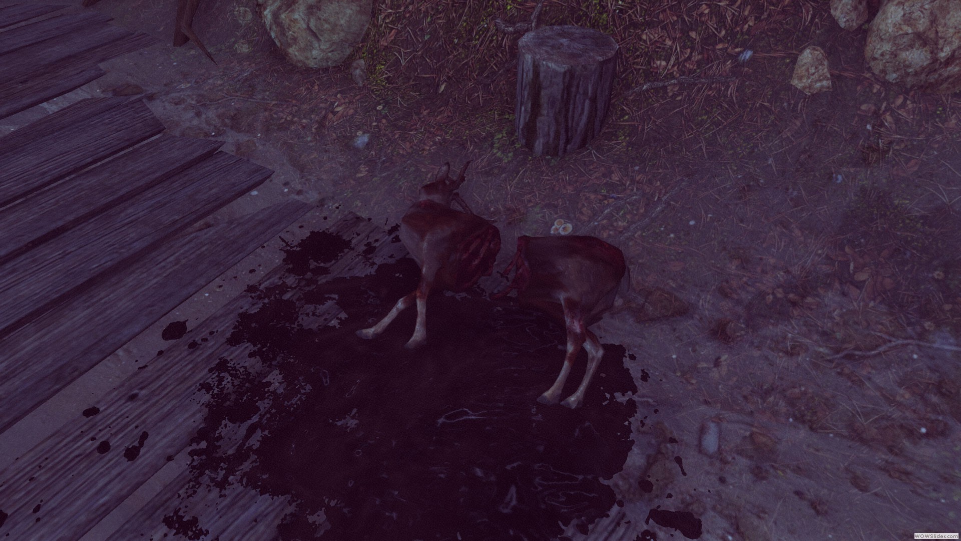 Dead Deer